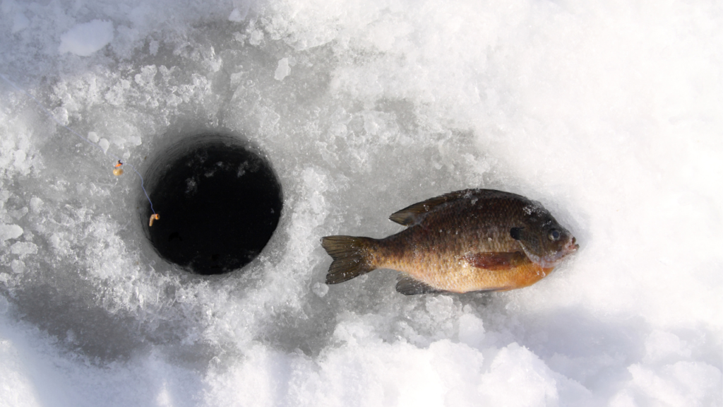 Best Camera for Ice Fishing